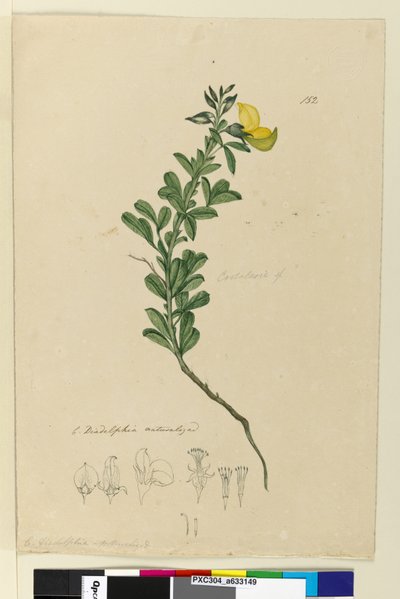 Page 152. C. Diadelphia naturalized by John William Lewin
